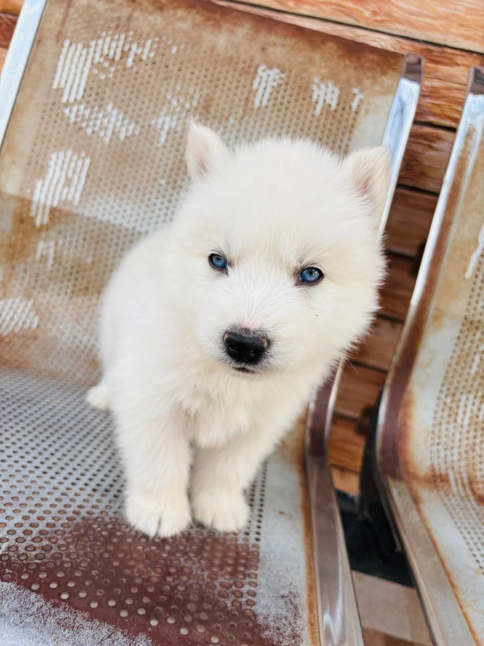 Order Female Siberian Husky Puppy from Vizag